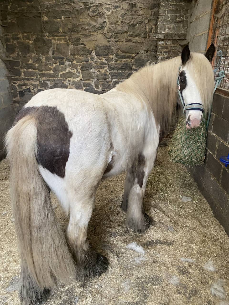 Poney irish cob