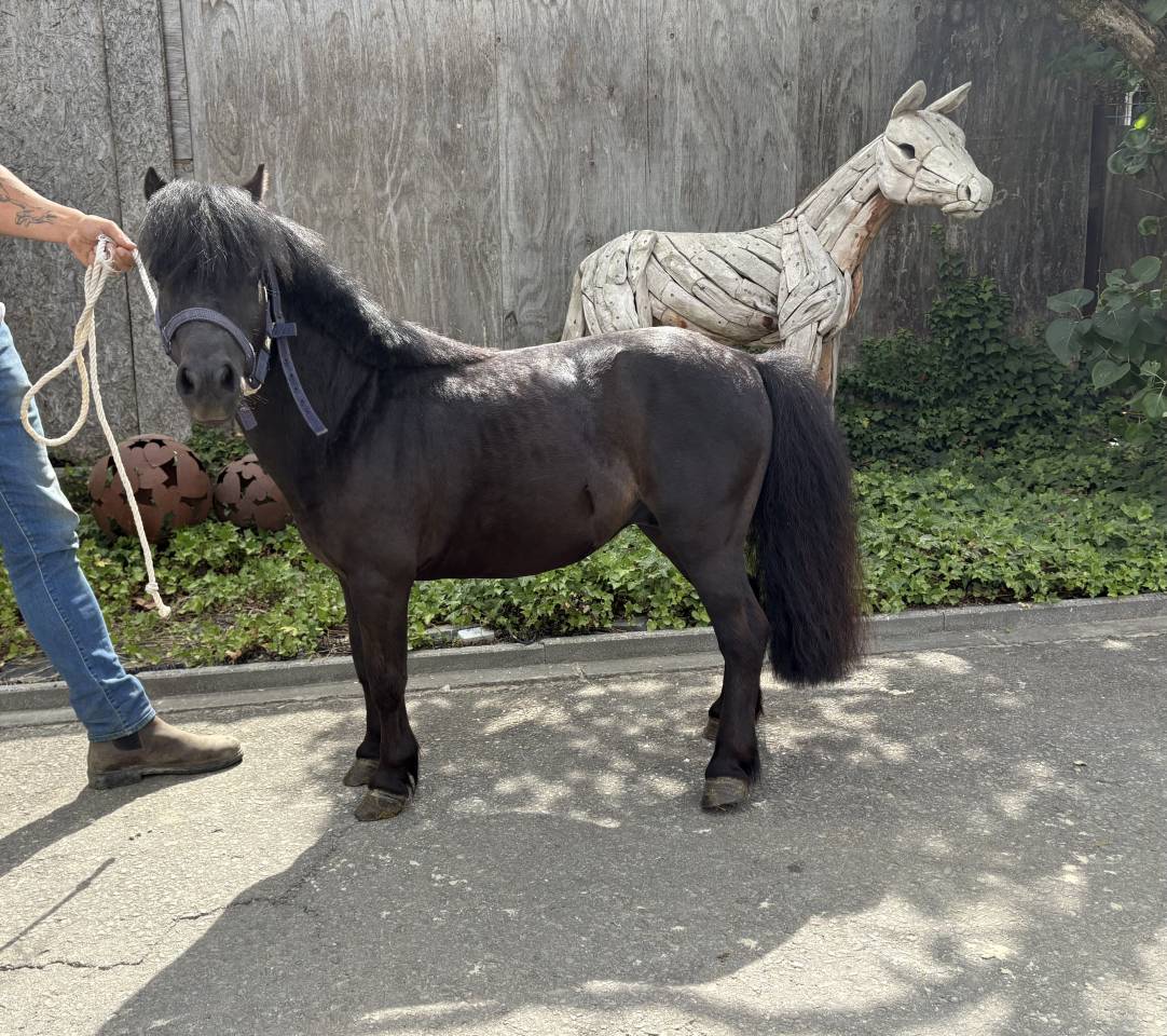 Cheval miniature 
