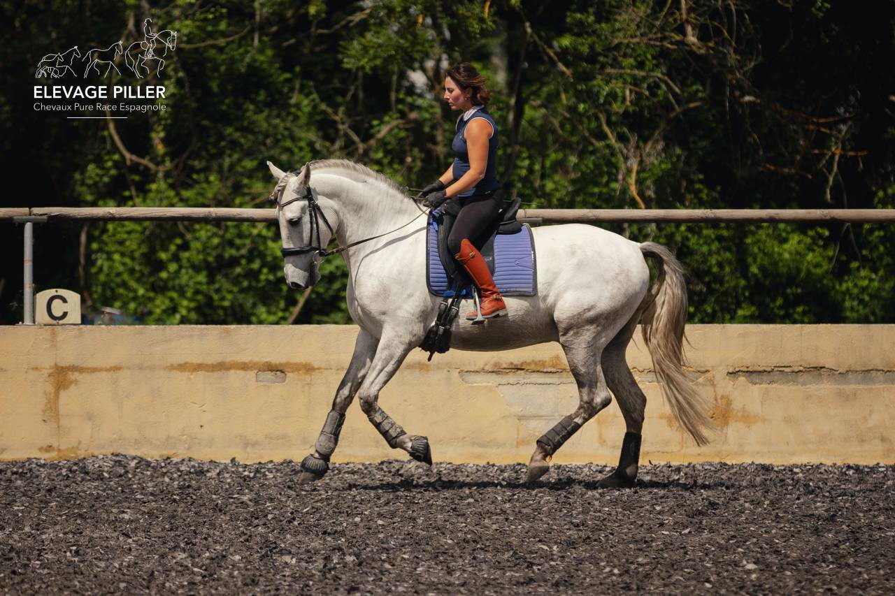Hongre - PRE  - 6 ans - Dressage /Polyvalent - France
