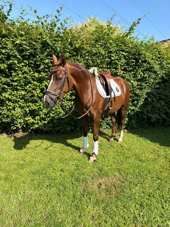 Allrounder pony 1m46 - Esperanza 