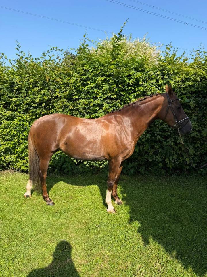 Allrounder pony 1m46 - Esperanza 
