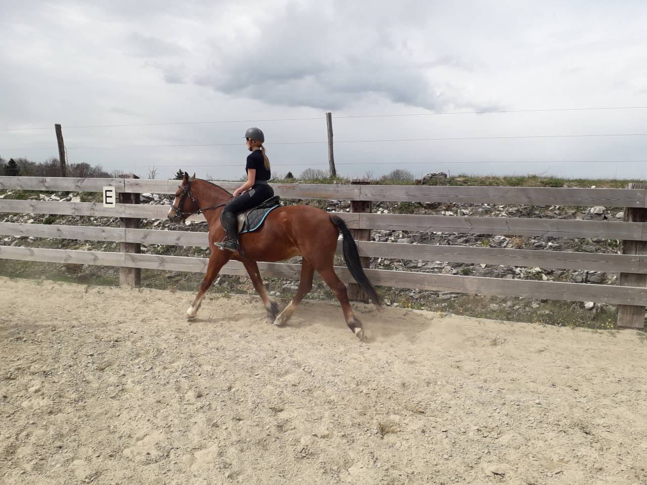 cheval franche montagne