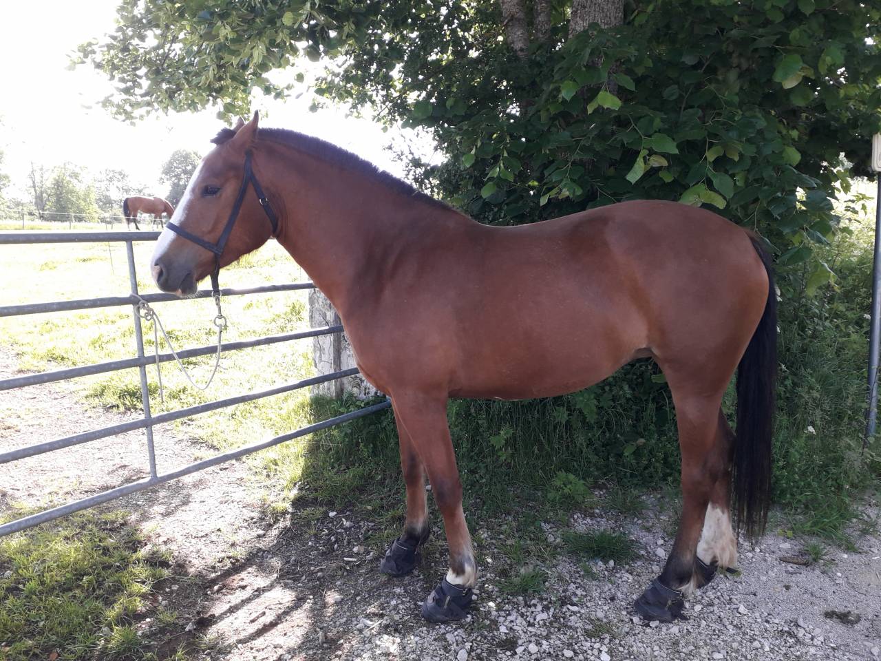 cheval franche montagne