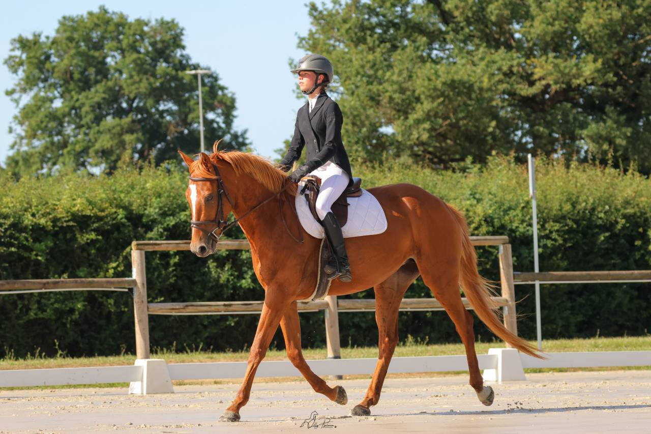 Pouliche par Eye Catcher de Lourcq. CCCE/CSO/DRESSAGE