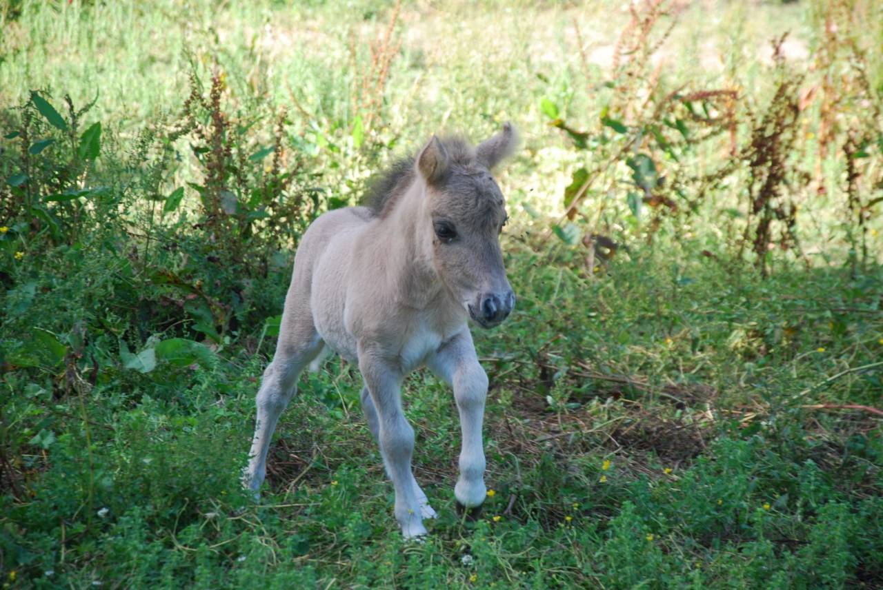 Pouliche shetland 