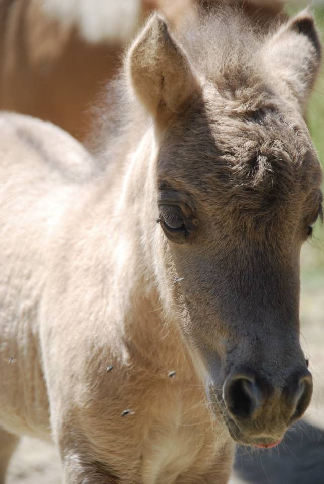 Pouliche shetland 