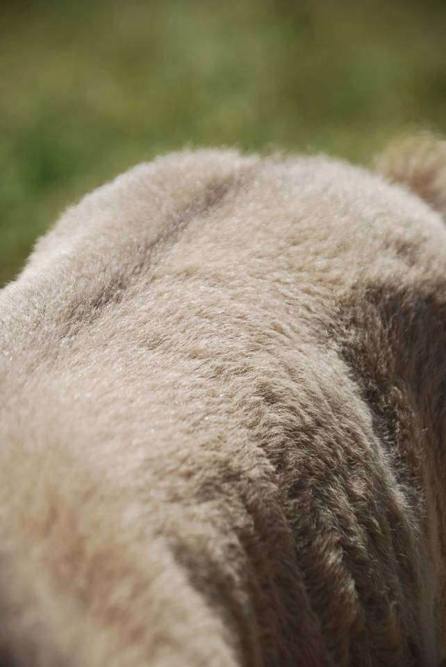 Pouliche shetland 