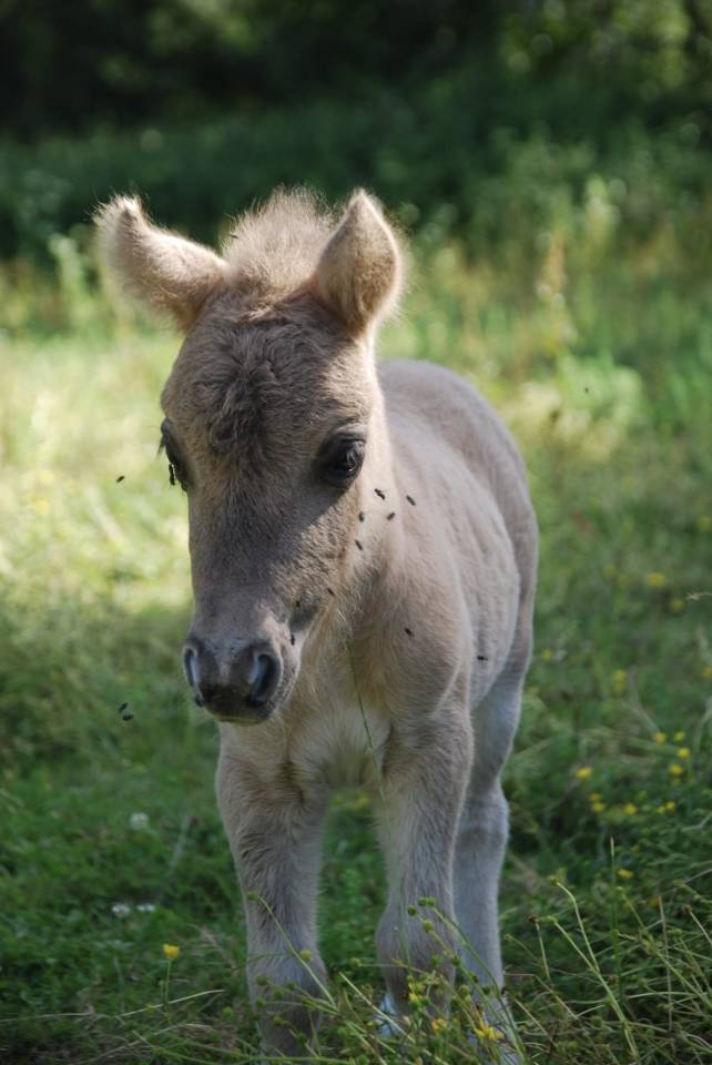 Pouliche shetland 
