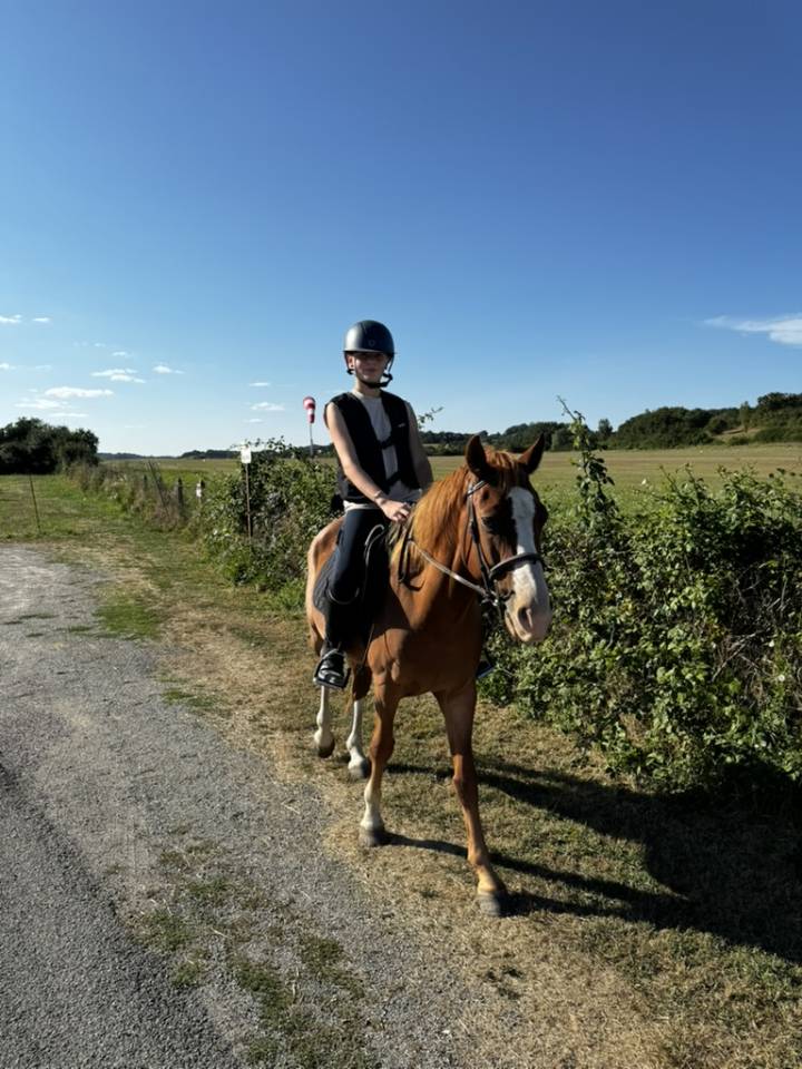 Cassanova &ndash; Hongre Welsh Part-Bred &ndash; 11 ans tr&egrave;s gentil