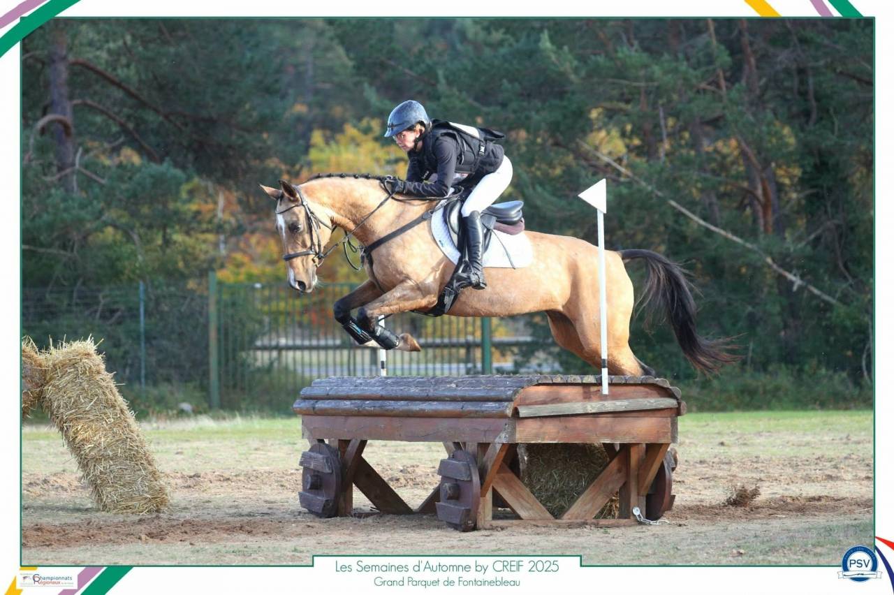Jument akhal-teke 9 ans