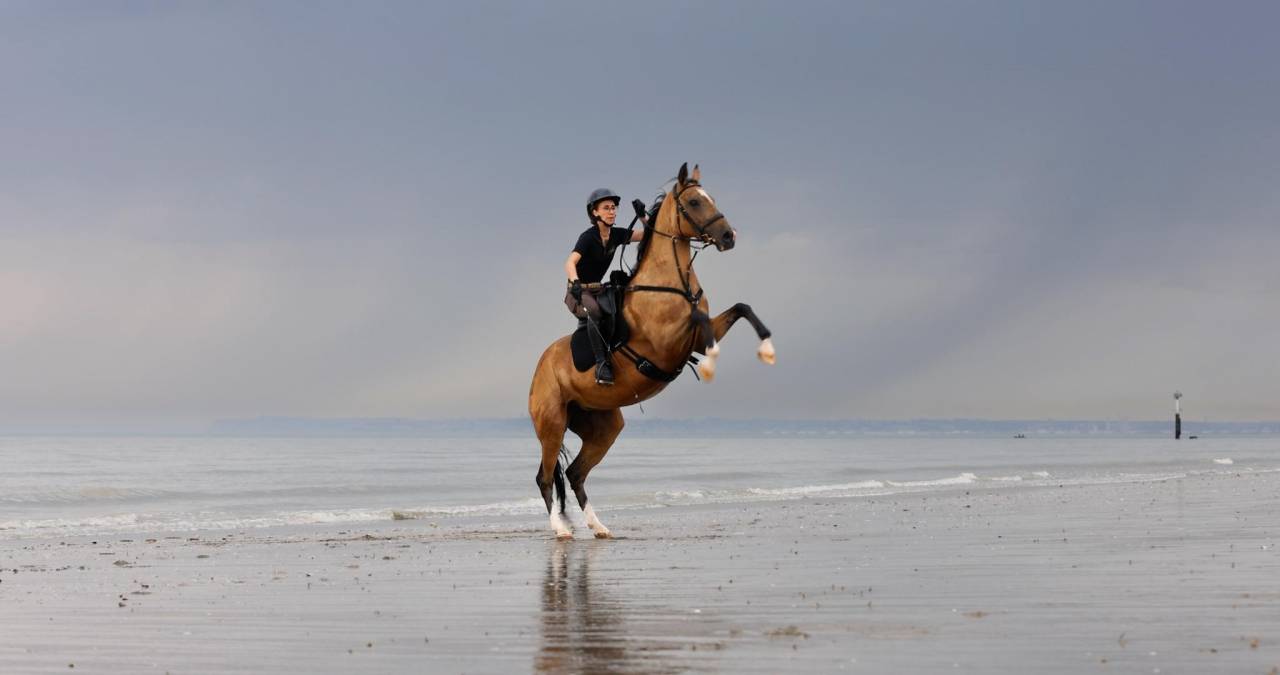 Jument akhal-teke 9 ans