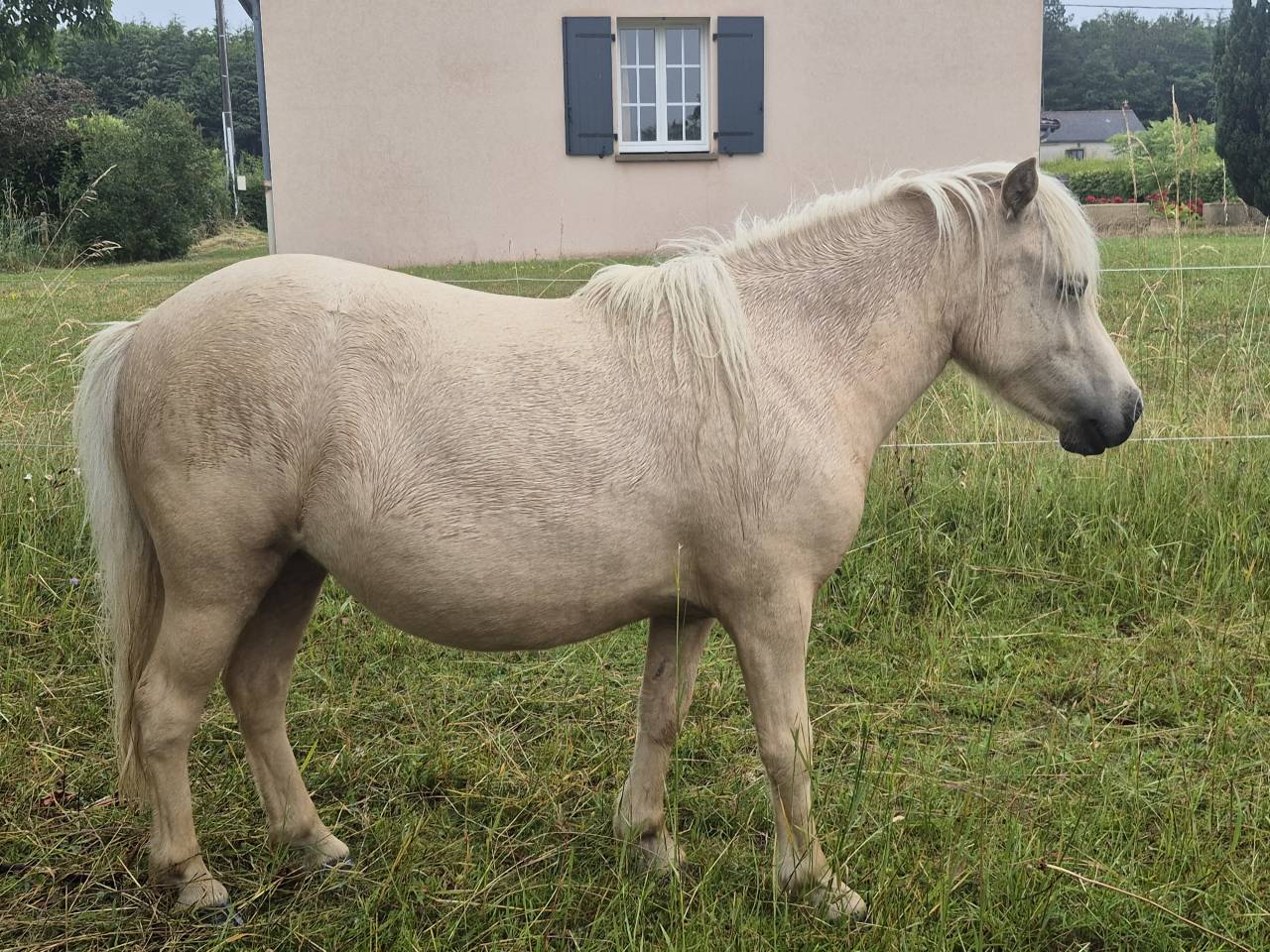 Ponette shetland pp de 2ans
