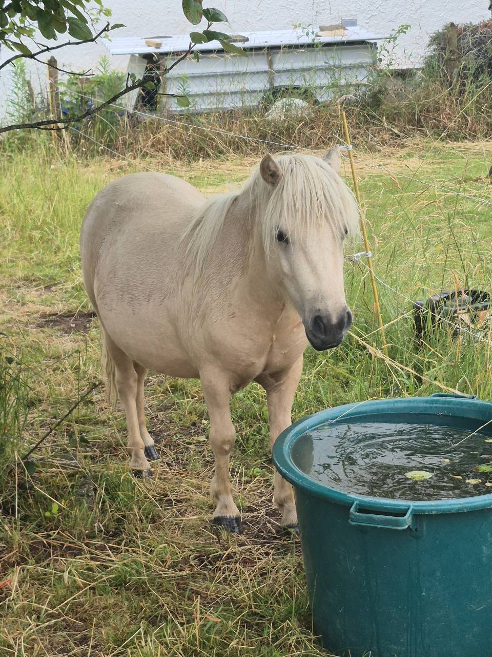 Ponette shetland pp de 2ans