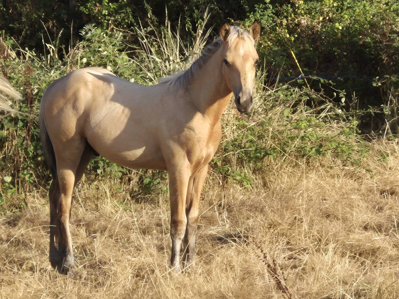 Poulain pp QH X Connemara 