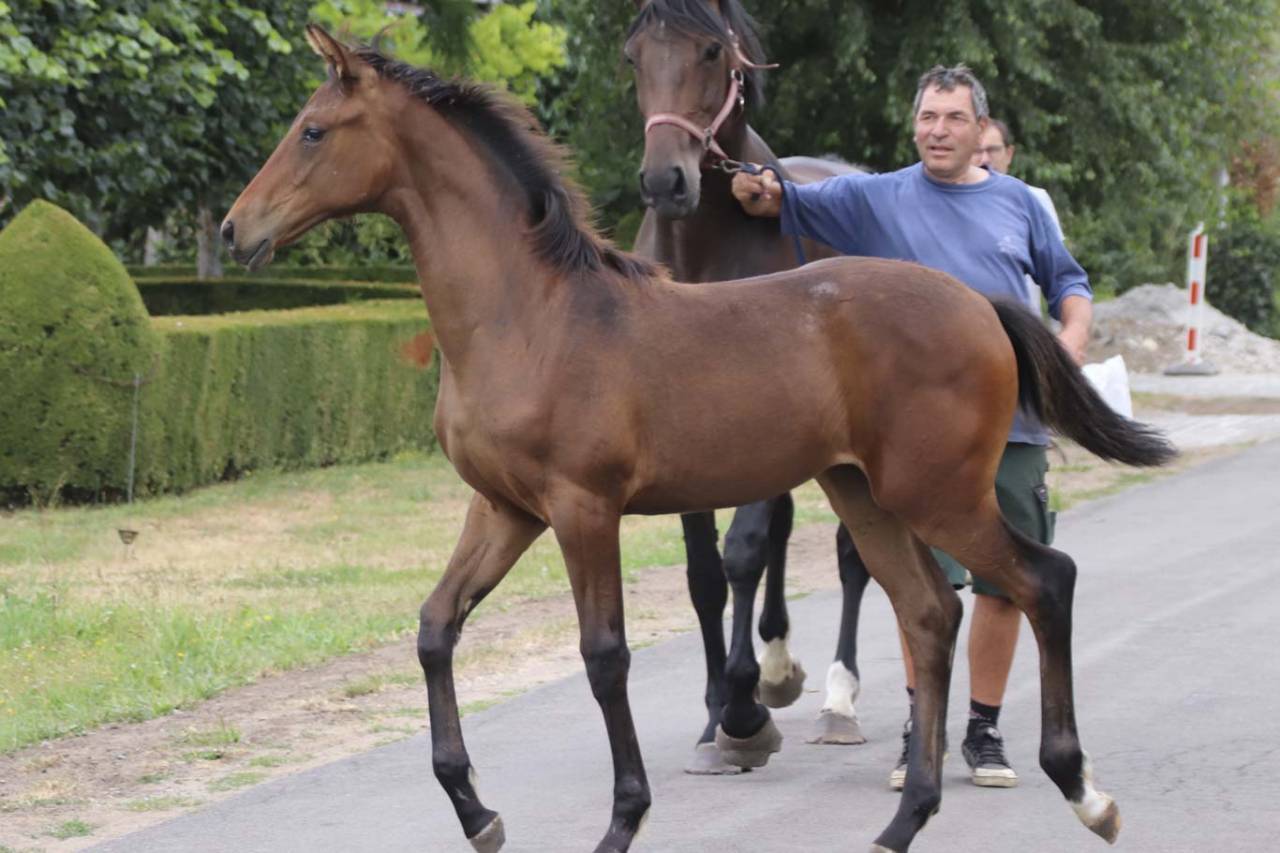 Superbe pouliche de dressage de Dutch Dream
