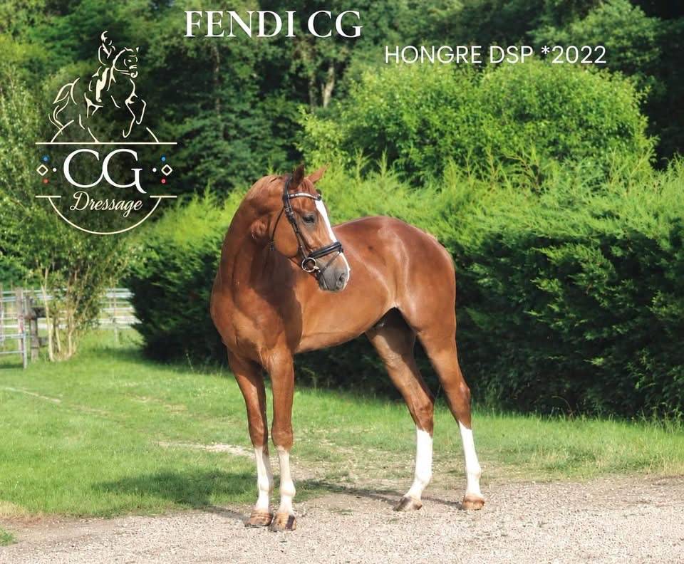 Talentueux jeune cheval de dressage