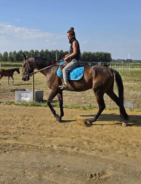 Magnifique hongre 4 ans