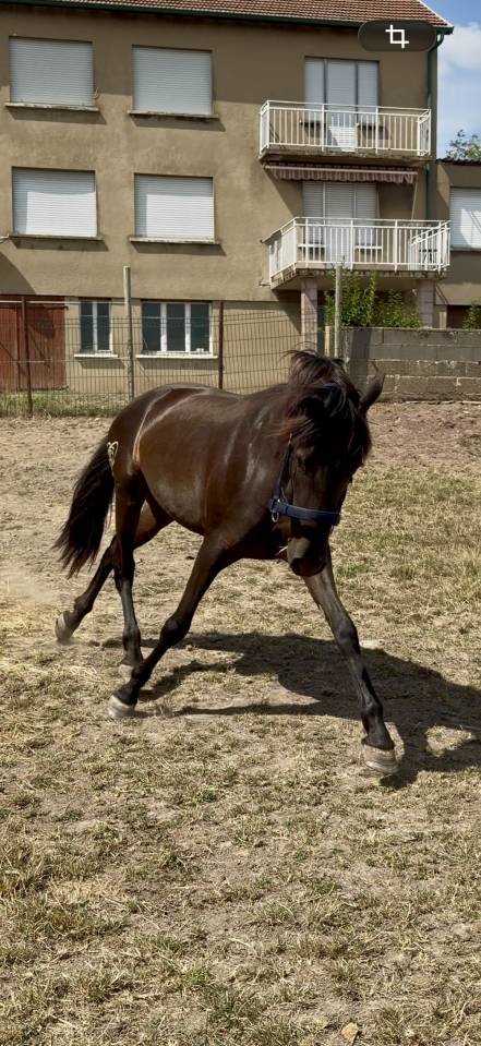 Pure race espagnole 
