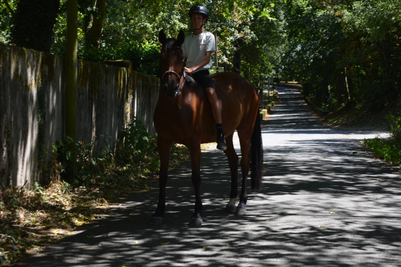 JUMENT DE 6 ANS (1m65) SANS faute 1 m&egrave;tre