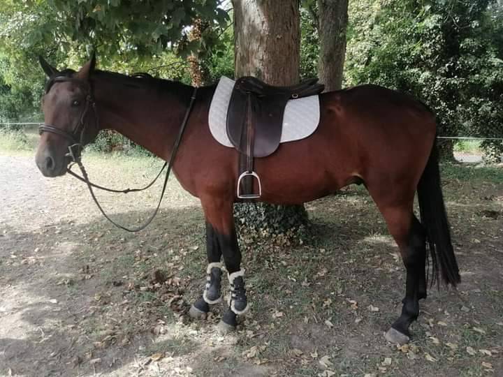 Trotteur Fran&ccedil;ais Hongre , Toise 1m64 , Bai
