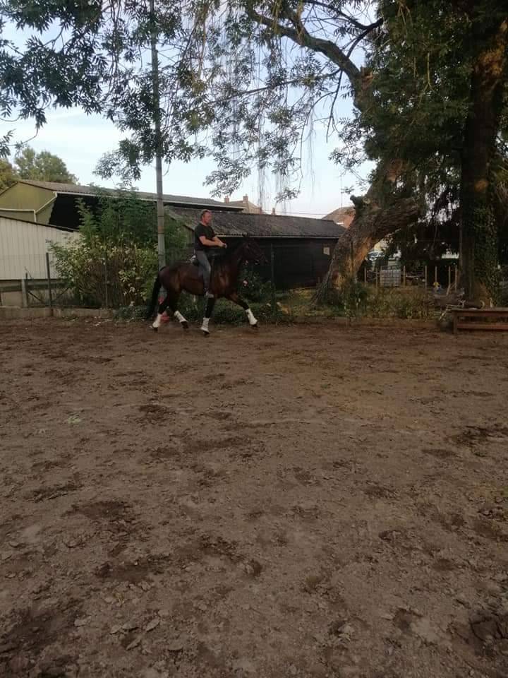 Trotteur Fran&ccedil;ais Hongre , Toise 1m64 , Bai