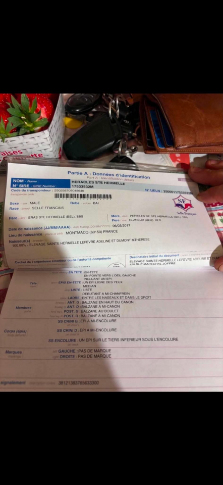Selle fran&ccedil;ais &agrave; vendre 