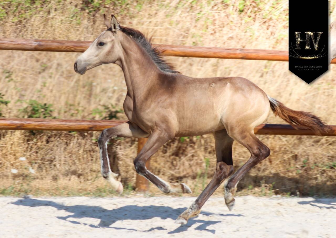 Exceptionnel M&acirc;le kwpn Isabelle par Quaterhit ✨️ 