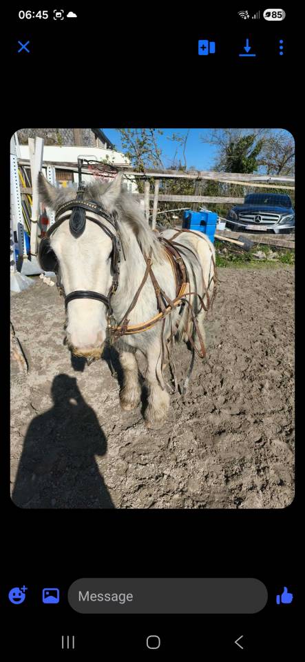 Irish cob