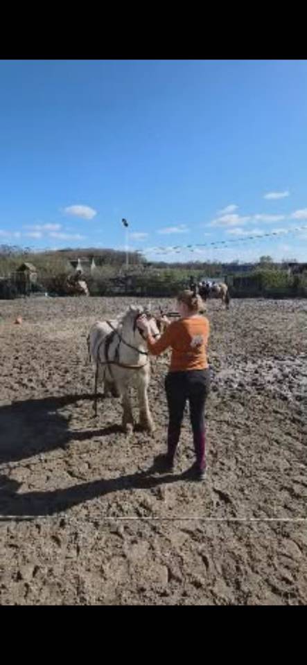 Irish cob
