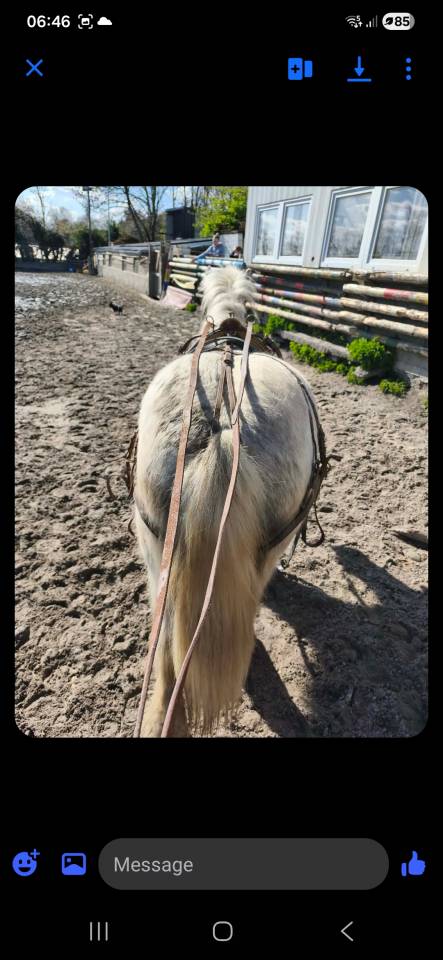 Irish cob