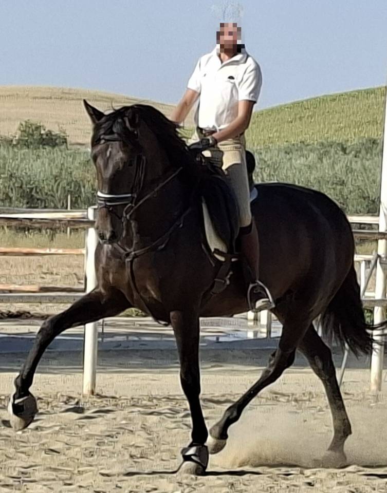 Superbe jument PRE noire Dressage