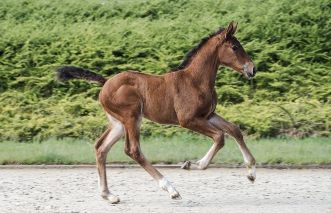 Pouliche Zangersheide par J-nius VVZ