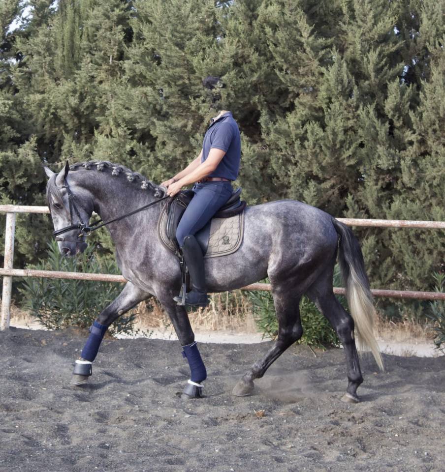 Jeune cheval entier Pure Race Espagnole 5 ans