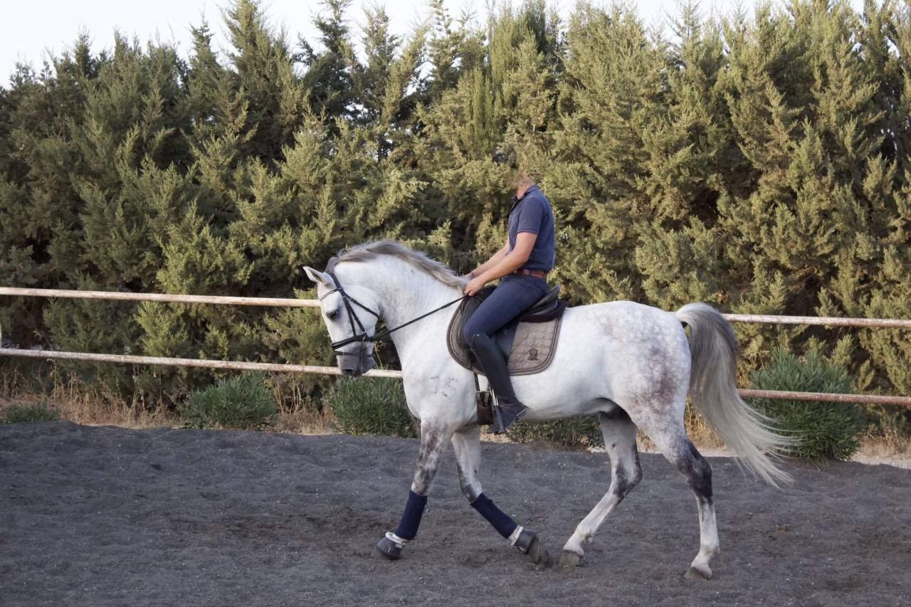 Cheval Hongre Andalou de 9 ans 1,64m