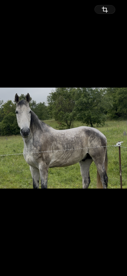 Vente cheval pour du loisir 