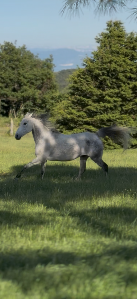 Vente cheval pour du loisir 
