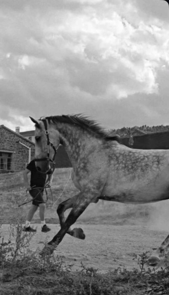 Vente cheval pour du loisir 