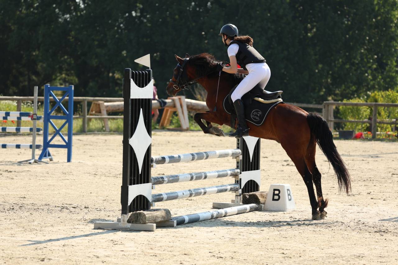 Poney de sport &agrave; vendre ou &agrave; louer