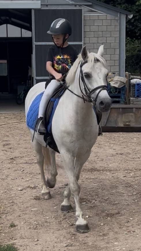 Hongre Welsh Poney (Section D), Welsh Cob  A vendre 2011 Blanc par Templedruid Sinai