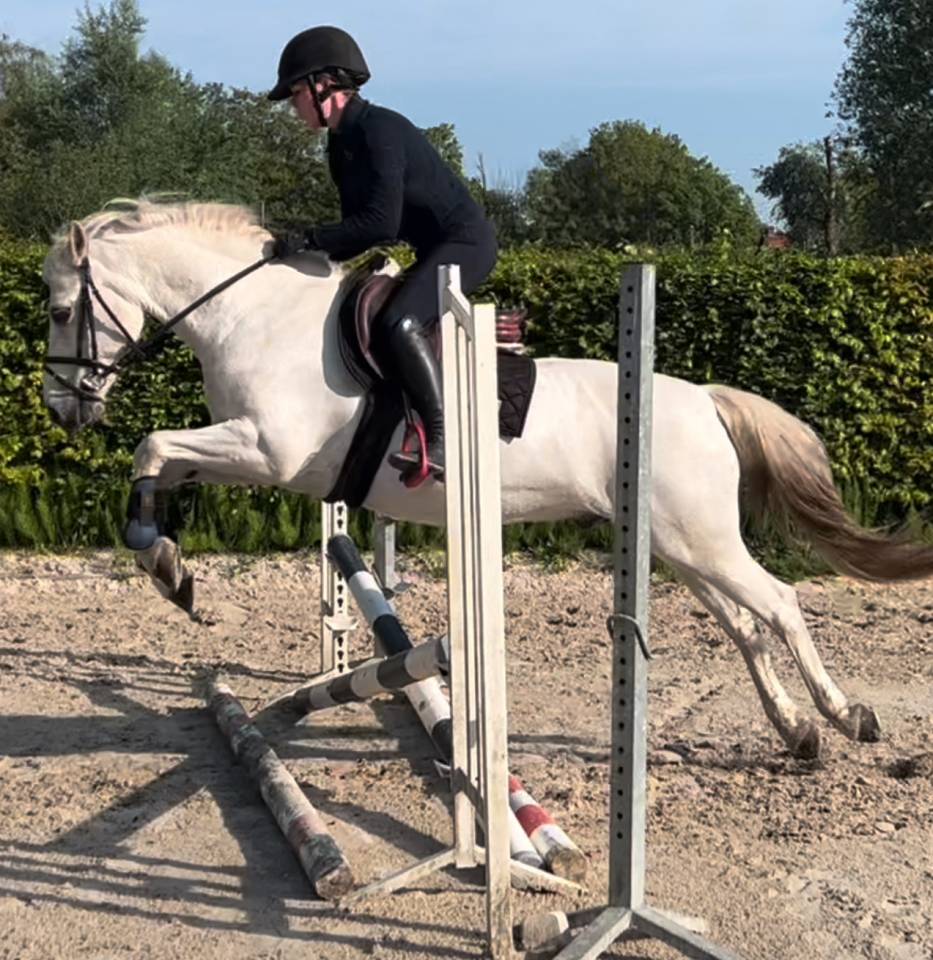 Hongre Welsh Poney (Section D), Welsh Cob  A vendre 2011 Blanc par Templedruid Sinai