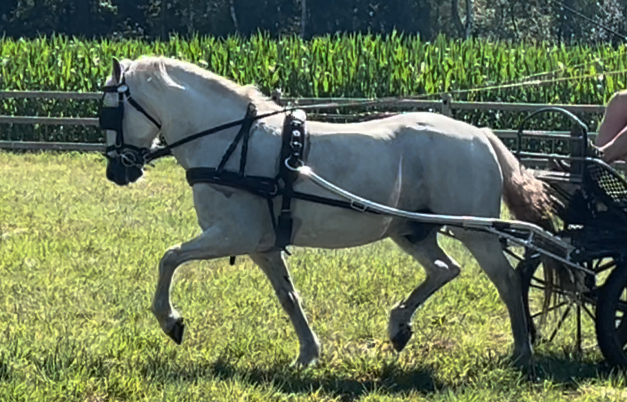 Hongre Welsh Poney (Section D), Welsh Cob  A vendre 2011 Blanc par Templedruid Sinai