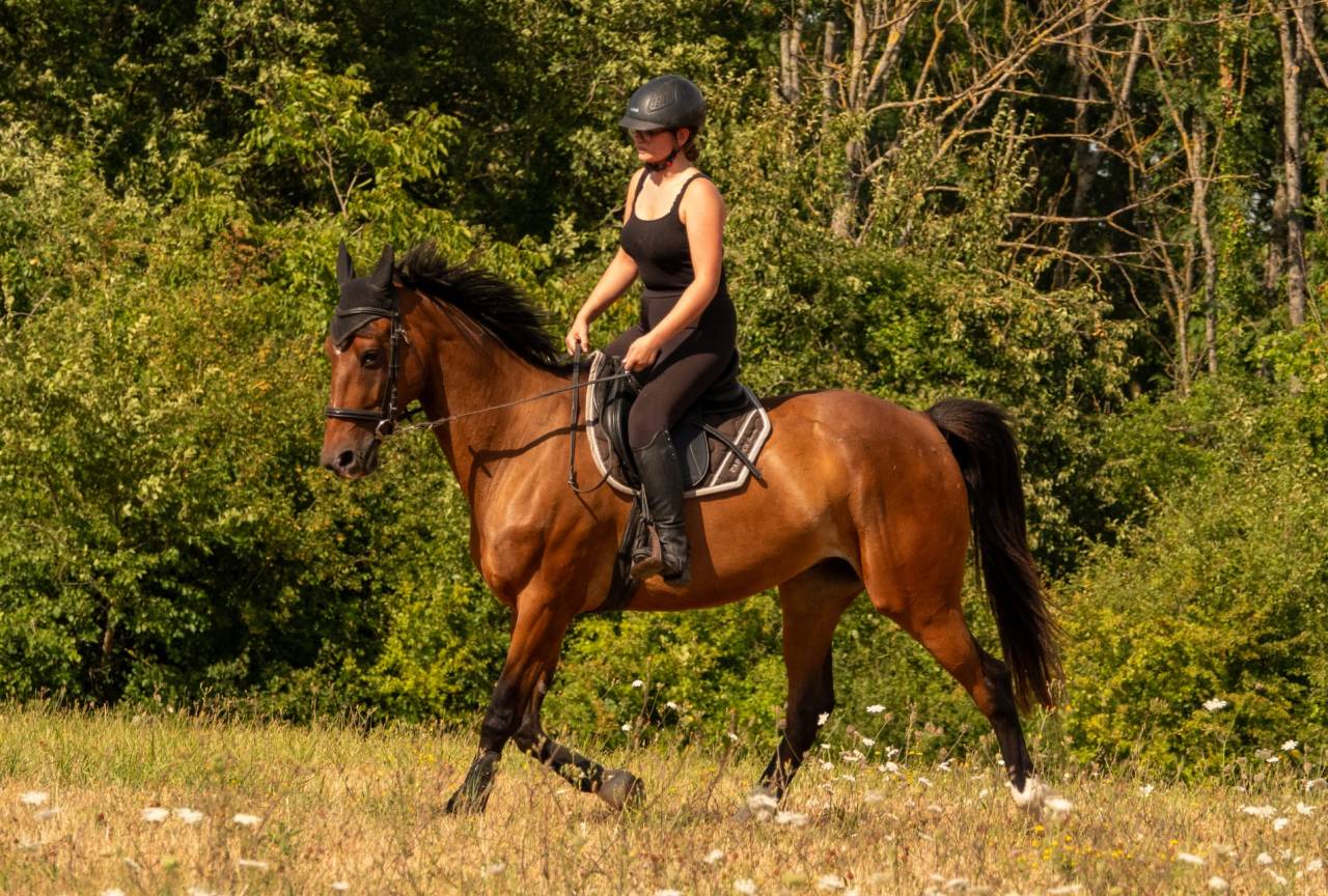 Gentil cheval 6 ans 