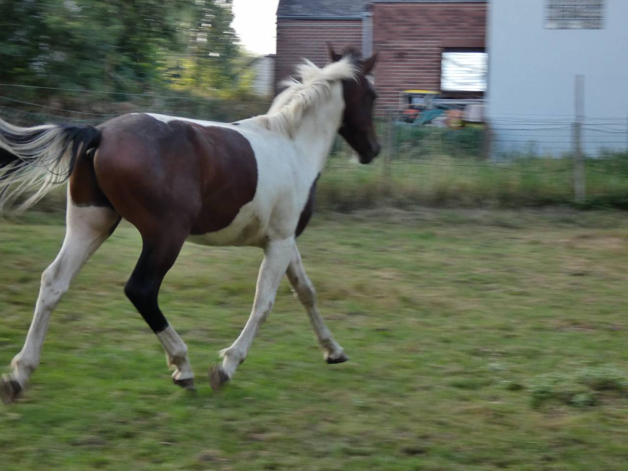 Poulain pie 