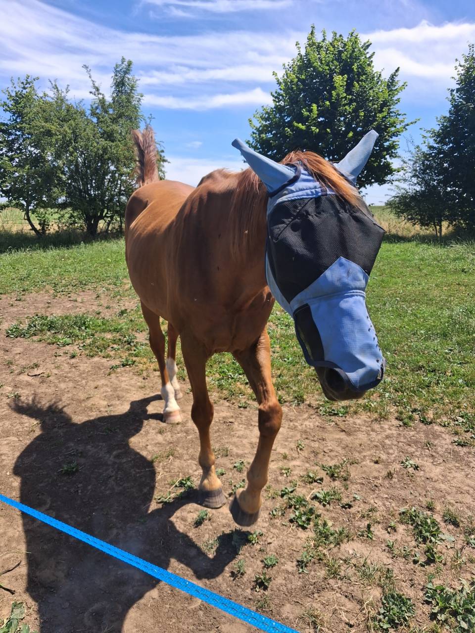 Vend chevaux - Jument & Hongre