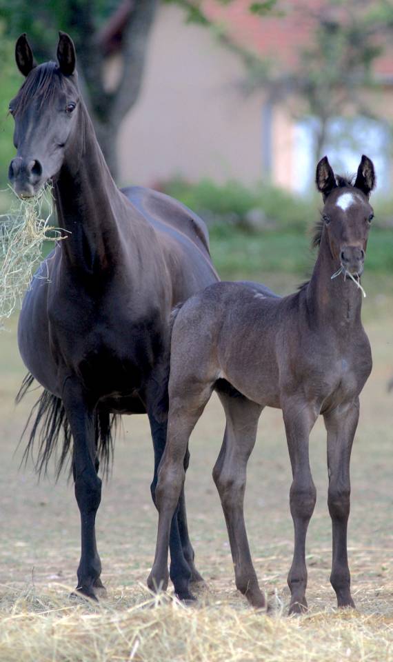 Magnifique foal m&acirc;le welsh part bred