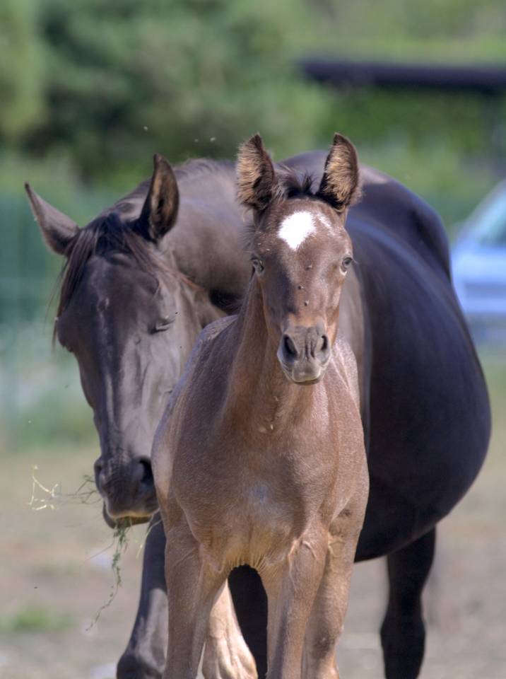 Magnifique foal m&acirc;le welsh part bred