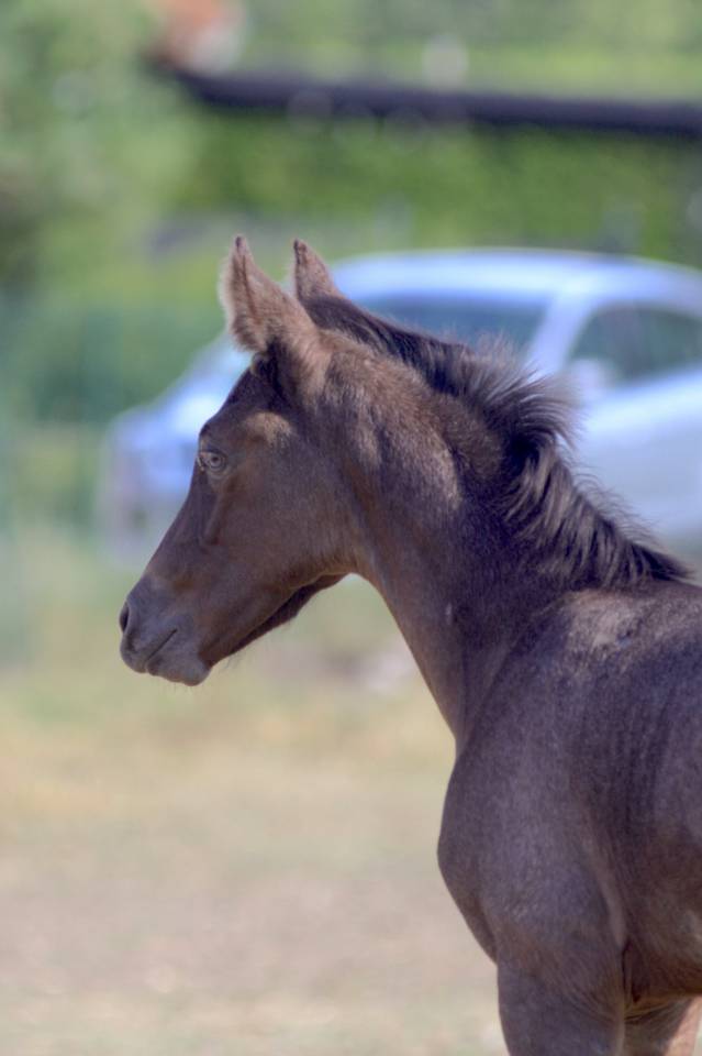 Magnifique foal m&acirc;le welsh part bred