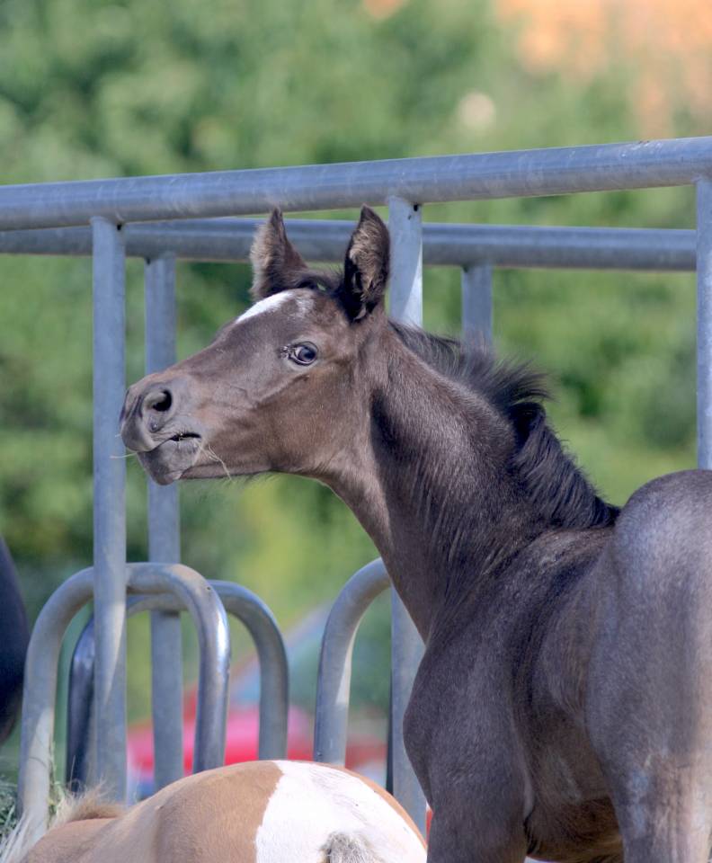 Magnifique foal m&acirc;le welsh part bred