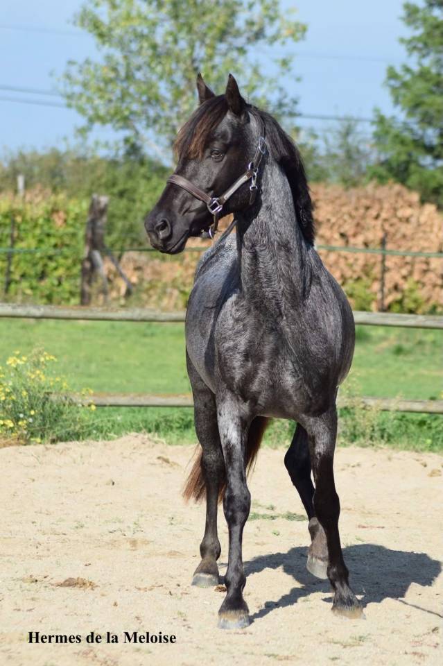 Magnifique foal m&acirc;le welsh part bred