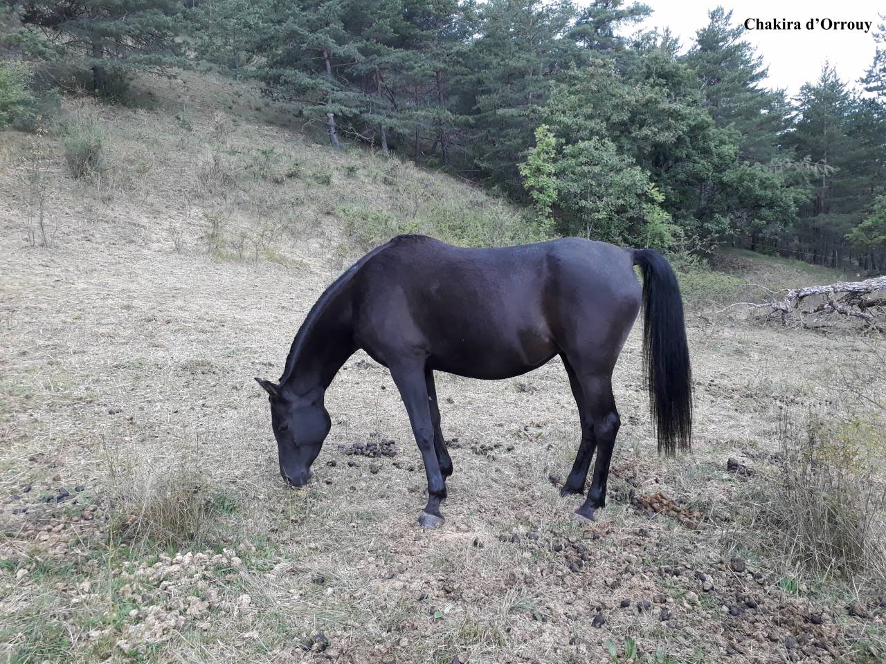 Magnifique foal m&acirc;le welsh part bred